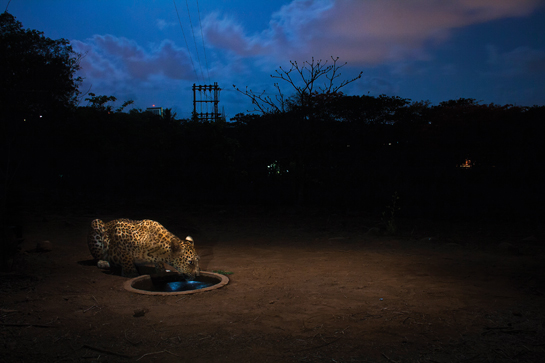 This stunning camera-trap image shows a female leopard crouching over a waterhole in Aarey Colony that lies on the outskirts of the world's most unique national park within city limits - the Sanjay Gandhi National Park in suburban Mumbai.