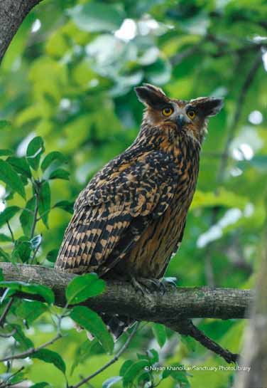 Tawny Fish- owl Ketupa flavipes