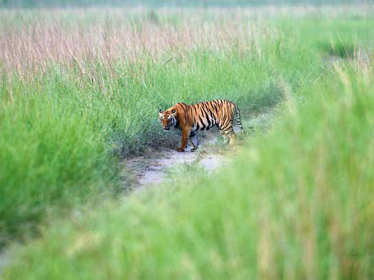 Tiger Corbett Uttarkhand