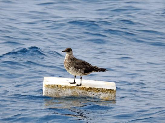 The author came across this Arctic Skua riding a piece of styrofoam on a pelagic birdwatching trip along the coast of Mangalore.