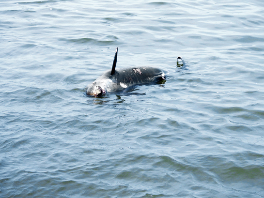 Plastic waste overwhelmingly dominates the composition of marine debris and is clearly taking a toll on species such as this dead finless porpoise.