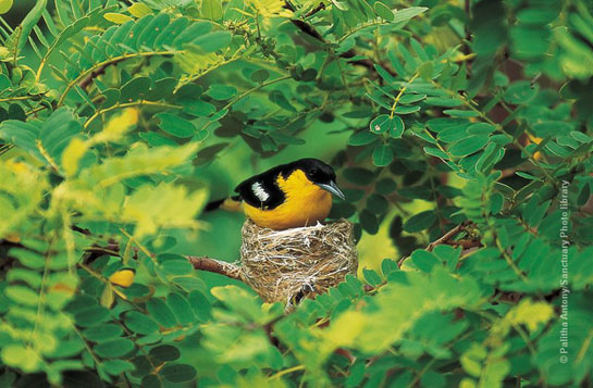 Nesting Iora