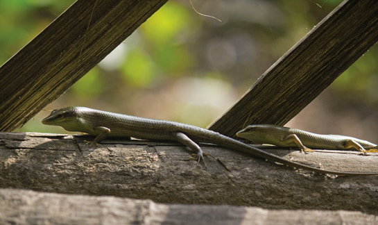 The isolation of the Great Nicobar Island has resulted in a large number of endemic species. The 885 sq. km. island is home to nearly 1,767 faunal species, including the Nicobar tree skink Dasia nicobarensis.