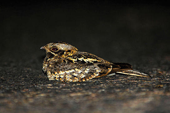 Savanna Nightjar