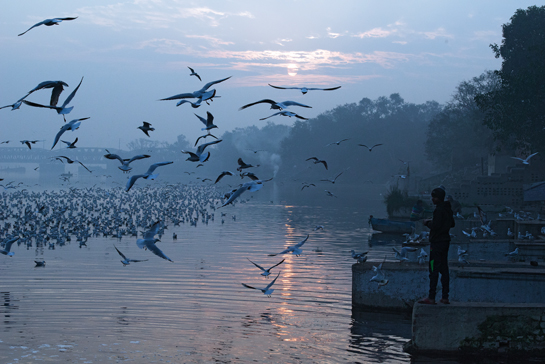 Until about 10 years ago, the banks of the clean and fresh Yamuna river in Delhi were teeming with thousands of migratory birds. Today however, the Yamuna dies as she flows through the national capital.