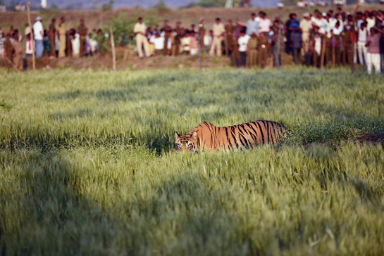 This large male tiger had a less tranquil time when he wandered into a village on the buffer of the reserve. Despite the ensuing chaos and panic, a swift response from the Special Tiger Protection Force ensured that neither the tiger nor any people were injured.
