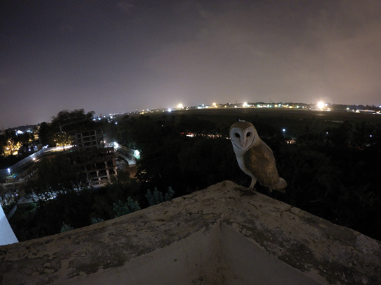 Barn Owl