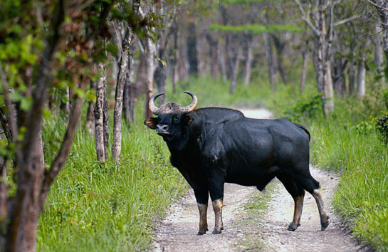 Gaur bull Kodaikanal 