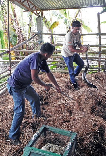CWRC veterinarian Dr. Samshul Ali (top) and animal keeper Raju Kutum rescue a Burmese python. The python's eggs, already placed in a crate, can be seen in the foreground.