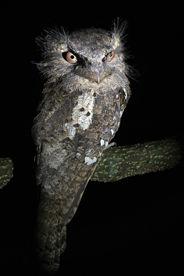 Ceylon Frogmouth