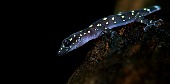 Prashad's gecko