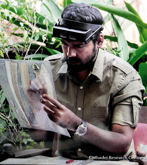 With the unstinting support of the Wildernest Eco-lodge team, Nirmal Kulkarni has established two field stations in the Western Ghats, discovered several species of herpetofauna and boosted tiger conservation efforts in Goa. With the unstinting support of the Wildernest Eco-lodge team, Nirmal Kulkarni has established two field stations in the Western Ghats, discovered several species of herpetofauna and boosted tiger conservation efforts in Goa.