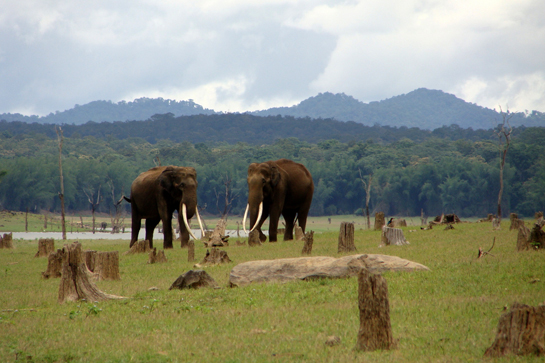 Elephants Nagarhole Tiger Reserve