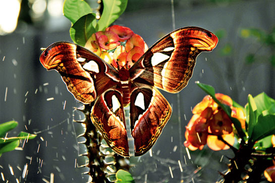 Atlas moth