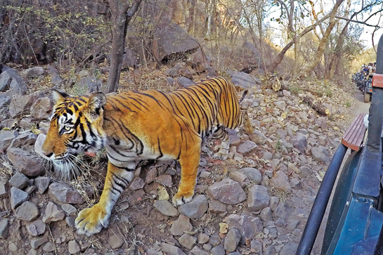 Working as a lodge owner and conservation photographer outside the famed Ranthambhore Tiger Reserve in Rajasthan has enabled Aditya to follow the fortunes of many of the park's tigers such as Noor among others.