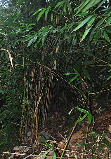 A clump-forming bamboo, reeds of the Ochlandra travancorica are commonly harvested from the wild for making mats, baskets and handicrafts. A clump-forming bamboo, reeds of the Ochlandra travancorica are commonly harvested from the wild for making mats, baskets and handicrafts.