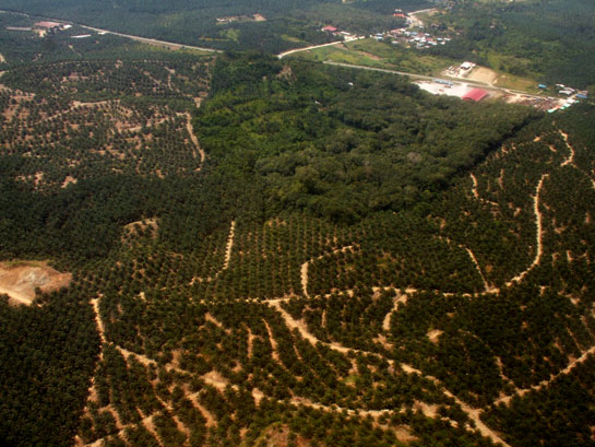 Aerial view of a rainforest fragment amongst large expanse of oil palm plantations in Sabah, Malaysian Borneo.