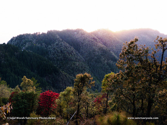 In spring, the forests of Jabarkhet come to life, with scarlet rhododendron blossoms taking centre stage.
