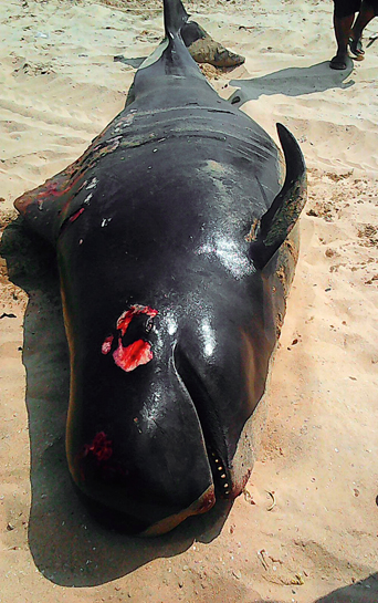 One of 90-odd short-finned pilot whales that were found stranded on the Tamil Nadu coast. It is now thought that the rise in ocean noise is interfering with the echo-location capabilities of cetacean species, causing them to strand.