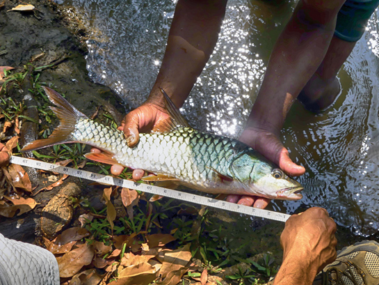 Orange-finned mahseer caught and released as part of a mahseer survey.