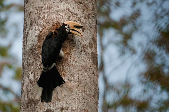 Oriental Pied Hornbill