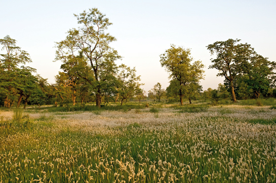 Grasslands managed by the Community Forest Coordination Committee (CFCC) in Khata, on the border of the Royal Bardia National Park. The land was previously grazed on, leaving it barren and bereft of life. Through sustainable management the area has now been regenerated. The committee was established with the help of the WWF and enables communities to manage their own forests/grasslands in a sustainable manner.
