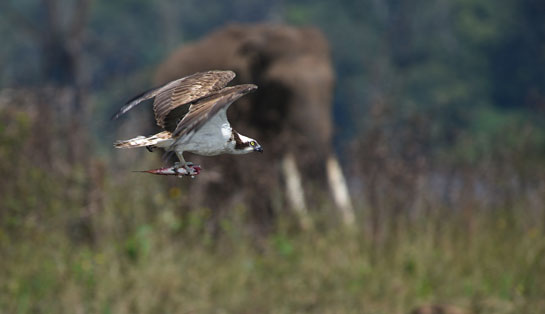 Osprey