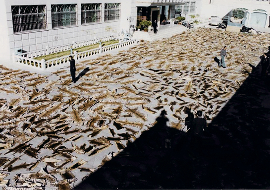 Otters are major victims of the illegal wildlife trade and otter pelts are much in demand. Some estimates suggest that for every tiger skin found there are at least 10 otter skins recovered!