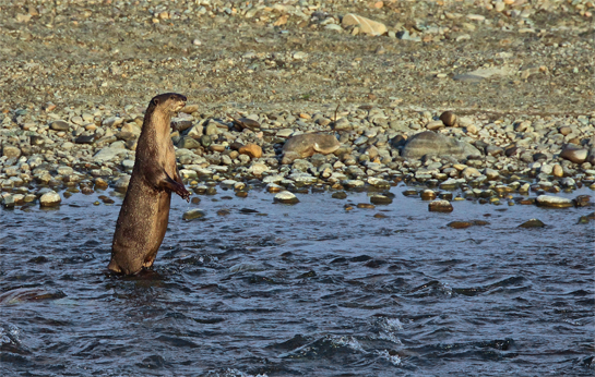 With the water droplets on its coat glistening in the late-morning sun, an otter stands up on two legs to curiously survey its surrounds.