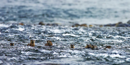 This bevy of otters inhabits a stretch of the river around lakdi-ka-pul in Corbett. Wait patiently at one spot, and they might pop into view.
