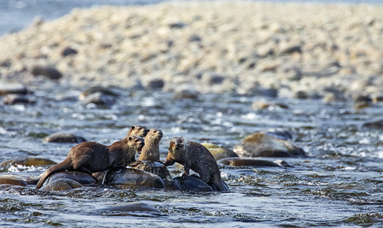 Intelligent, social and handsome, the smooth-coated otter lives in family groups.  The rocky stretches of the Ramganga provide this species ideal spots to den and rest, while the river's abundant fish keep their bellies full.