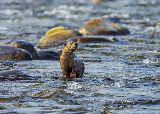 The author observed surprising, cooperative behaviour amongst the lakdi-ka-pul otters. This injured female was assisted by other members of her group who helped her climb over rocks and deposited fish for her to eat.