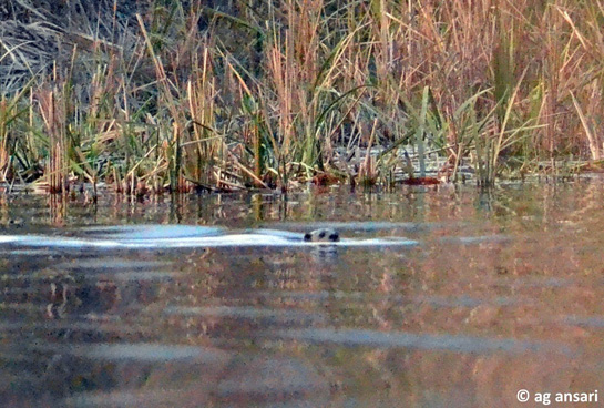 Photographic evidence of otters (or at least an otter) in the Ramnagar Forest Division.