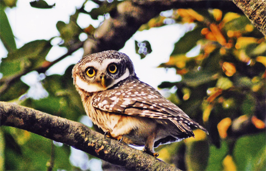 The smallest and most common of the Auroville owls, the Spotted Owlet's chattering call can be heard both day and night.