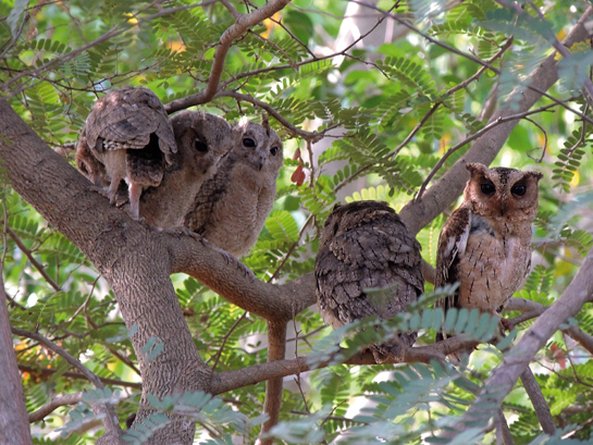 A fearless little raptor, the Indian Scops Owl is strictly nocturnal.