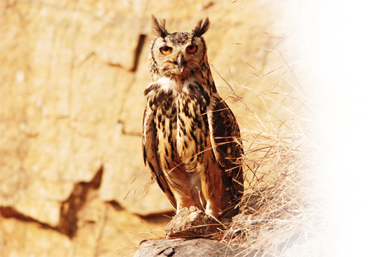 The Indian Eagle Owl is confined to the ravines in and around the township. Interestingly, it does not cavity nest or build a nest, but chooses to lay its eggs in sheltered, bare areas.