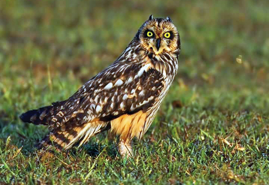 The author has recorded the presence of the Short-eared Owl just once in Auroville's fields.