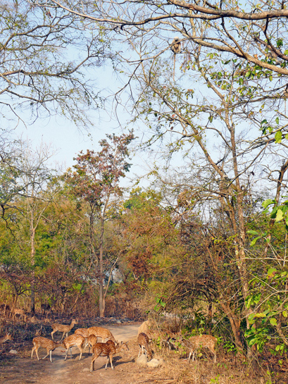 Curiosity about the amla tree's seed dispersal led the author and her co-researchers to closely observe faunal visitors such as deer and langur. Curiosity about the amla tree's seed dispersal led the author and her co-researchers to closely observe faunal visitors such as deer and langur.