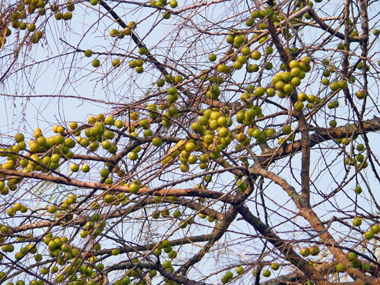Curiosity about the amla tree's seed dispersal led the author and her co-researchers to closely observe faunal visitors such as deer and langur.