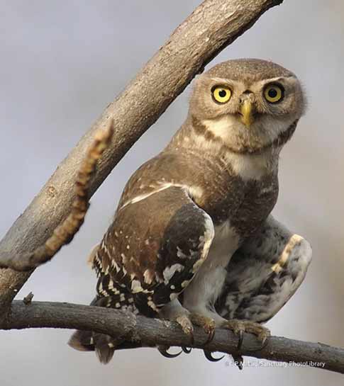 Forest Owlet Heteroglaux blewitti