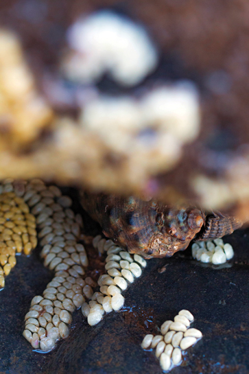 Walk participants are left amazed by the incredible biodiversity including gastropods such as this toad purpura Purpura bufo that can be seen on Mumbai's beaches and shorelines.