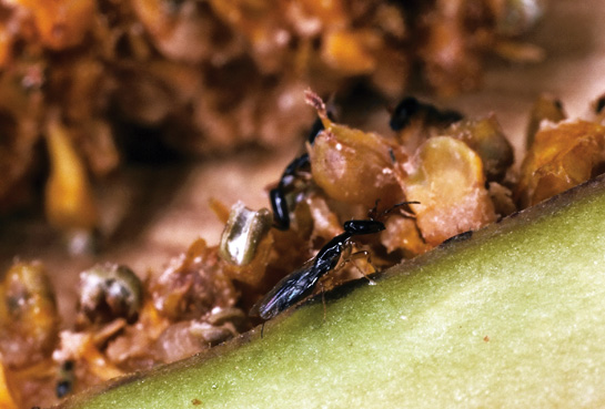 Female fig wasps are at work, laying eggs within an inverted inflorescence (what we call the fruit).