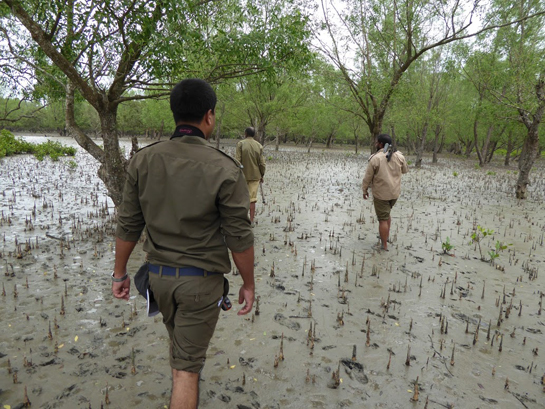 Forest rangers on foot patrol inspects an area for snares. Foot patrols are only possible during the low tide.