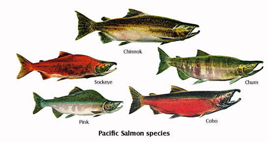 Pacific Salmon species