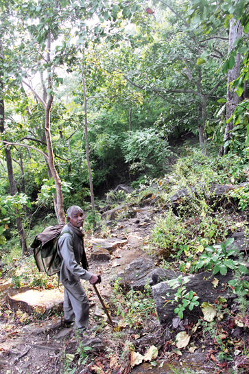 Somaru Singh, a highly-skilled tiger tracker, climbs down from Kesra hills after a day's work. Stuffed in his backpack are the camera traps installed by him and fellow trackers. These are being transported to the range headquarters.
