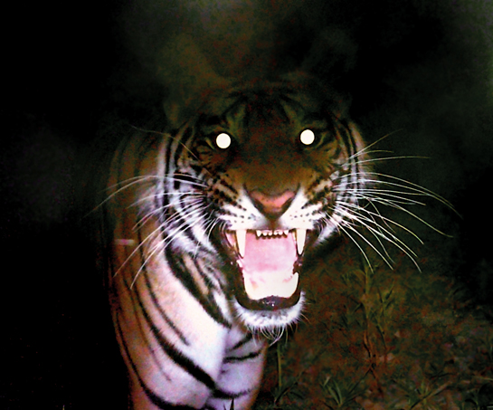 One of the boldest males in the tiger reserve snarls at a camera trap.