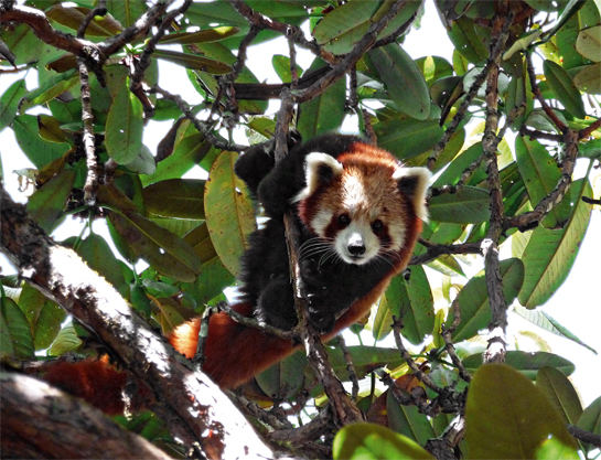 From the safety of its arboreal perch in one of Pangchen's two Community Conserved Areas, a red panda peers into the camera lens.