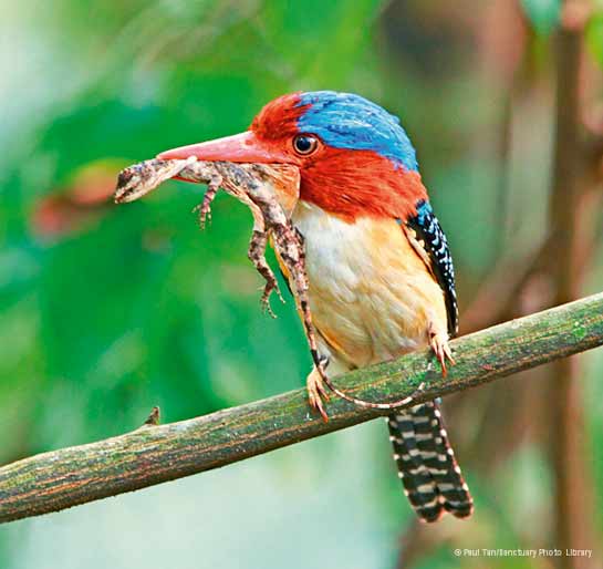 Banded Kingfisher