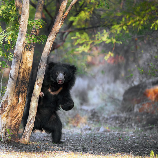 Historically, the sloth bear has been ambiguously portrayed throughout literature and even today is poorly understood.