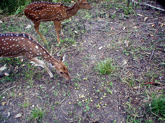The cameras were programmed to take photographs every two minutes after the animals triggered the camera-trap. The number of fruit remaining in the photos across this time-delay sequence (four photographs in eight minutes) were compared to identify fruit eaters from casual visitors.